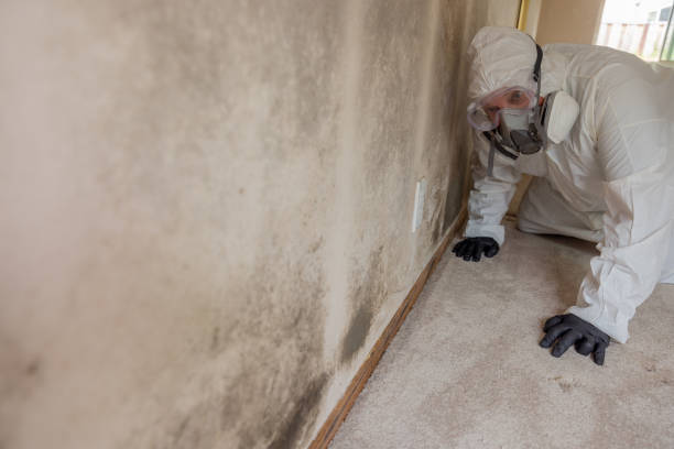 Best Emergency Mold Remediation  in Ddanelle, AR